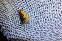 Clepsis consimilana