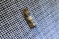 Piniphila bifasciana
