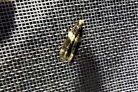 Recurvaria leucatella