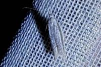 Pleurota