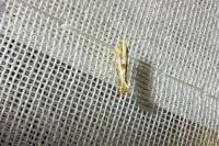 Argyresthia