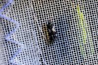 Teleiodes luculella