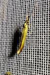 Coleophora