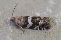 Epinotia fraternana
