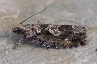 Zeiraphera isertana