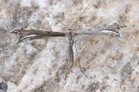 Gypsochares bigoti