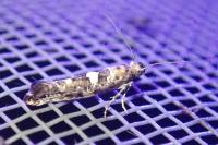 Acrolepiopsis assectella