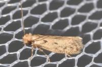 Anomalotinea liguriella