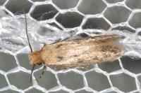 Anomalotinea liguriella