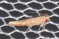 Pyroderces argyrogrammos