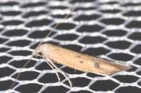 Epidola stigma