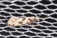 Nemapogon nevadellus