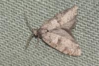 Penestoglossa dardoinella