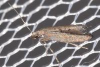 Ochromolopis staintonellus