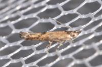 Coccidiphila