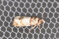 Epinotia thapsiana