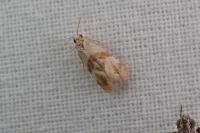 Phalonidia contractana