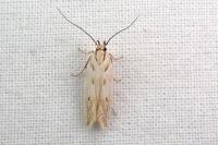 Stomopteryx detersella