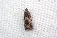 Cydia fagiglandana