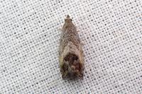 Cydia splendana
