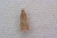 Helcystogramma lutatella