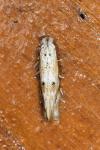 Bucculatrix bechsteinella