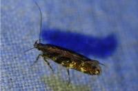 Aristotelia