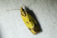 Agapeta zoegana