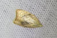 Acleris forsskaleana