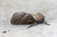 Triodia sylvina