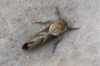 Triodia sylvina