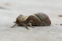 Triodia sylvina