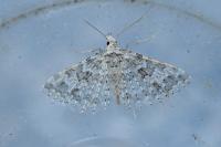 Alucita desmodactyla