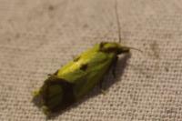 Agapeta zoegana