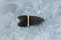 Aproaerema cinctella