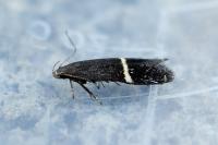 Aproaerema cinctella