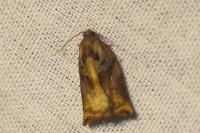 Archips podana