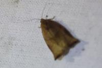 Archips podana