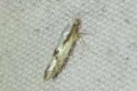 Argyresthia