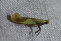 Caloptilia alchimiella/robustella