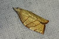Pandemis corylana