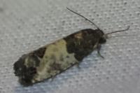 Spilonota ocellana