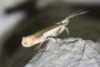Ypsolopha parenthesella