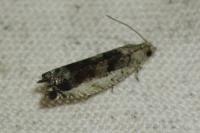 Epinotia ramella