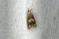 Eucosma conterminana