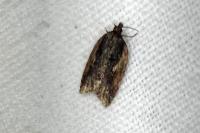 Acleris umbrana