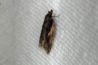 Acleris umbrana
