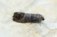 Cydia pomonella