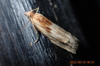 Eucosma