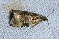 Celypha lacunana
